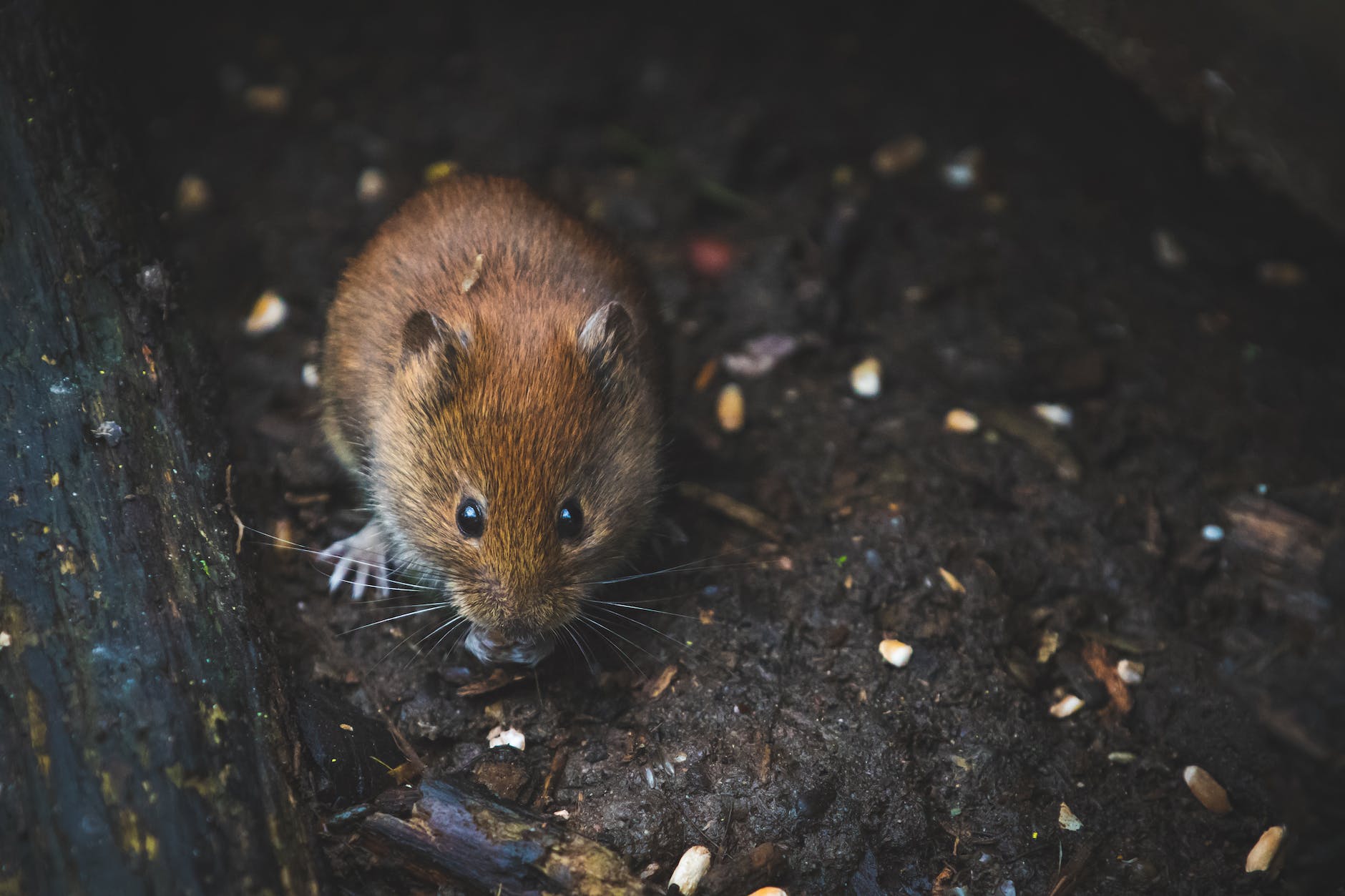What to Do When You Catch a Mouse in a Sticky Trap
