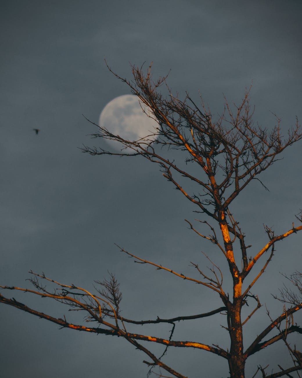 When the Moon Touches Earth: The Mystery of Kamo’oalewa