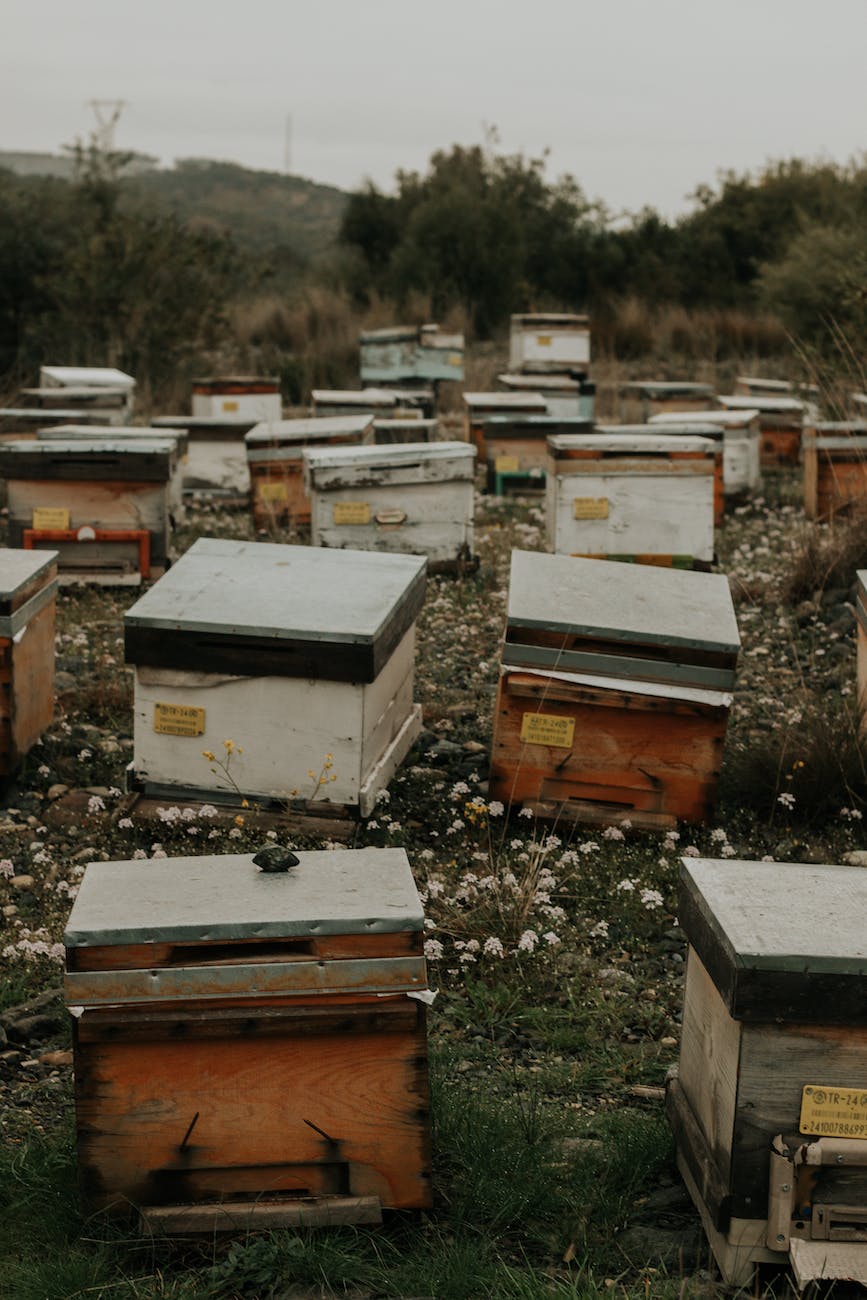 Urban Beekeeping: A Beginner’s Guide to Sustainable Honey
