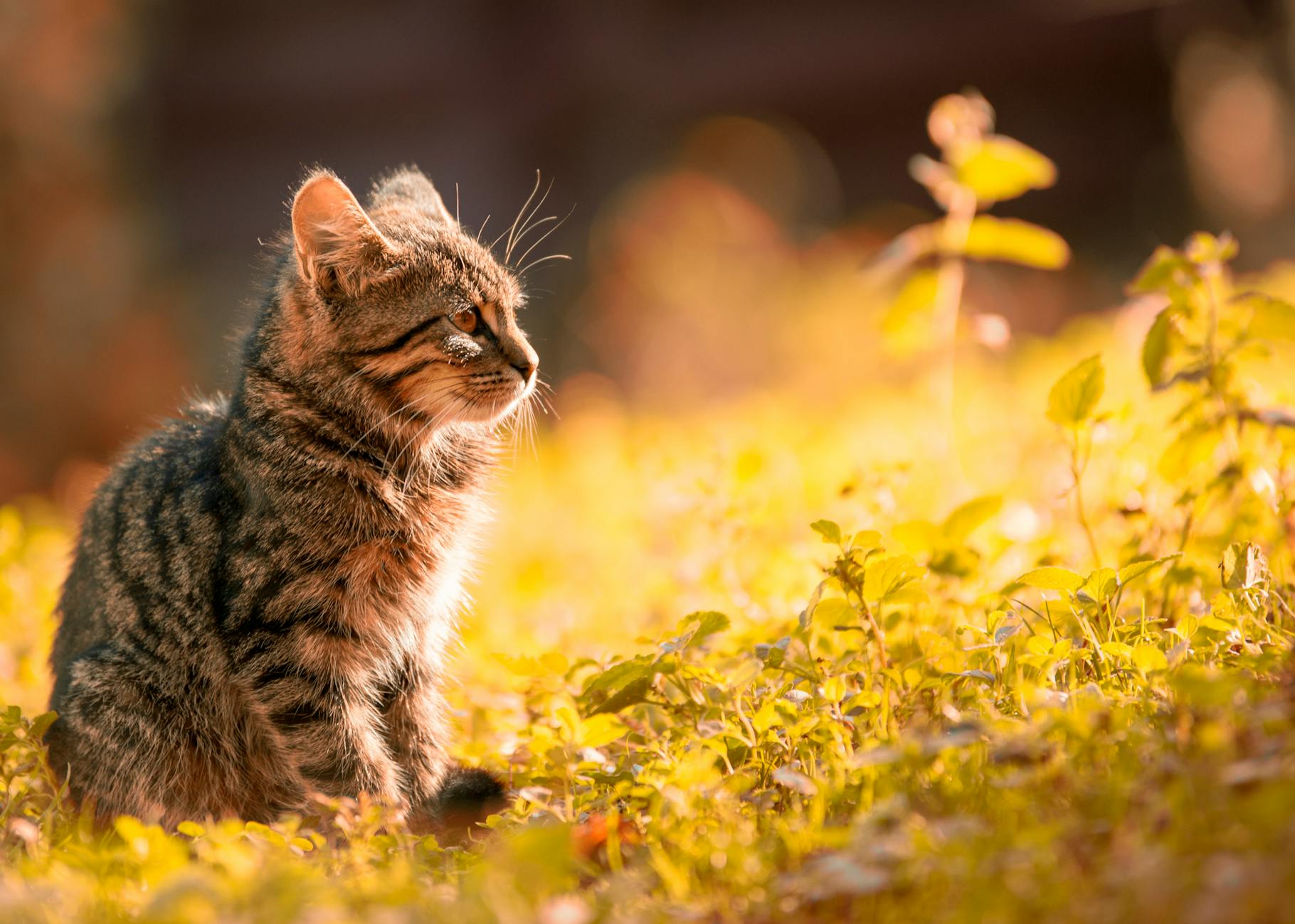 What Every First Time Cat Owner Should Know