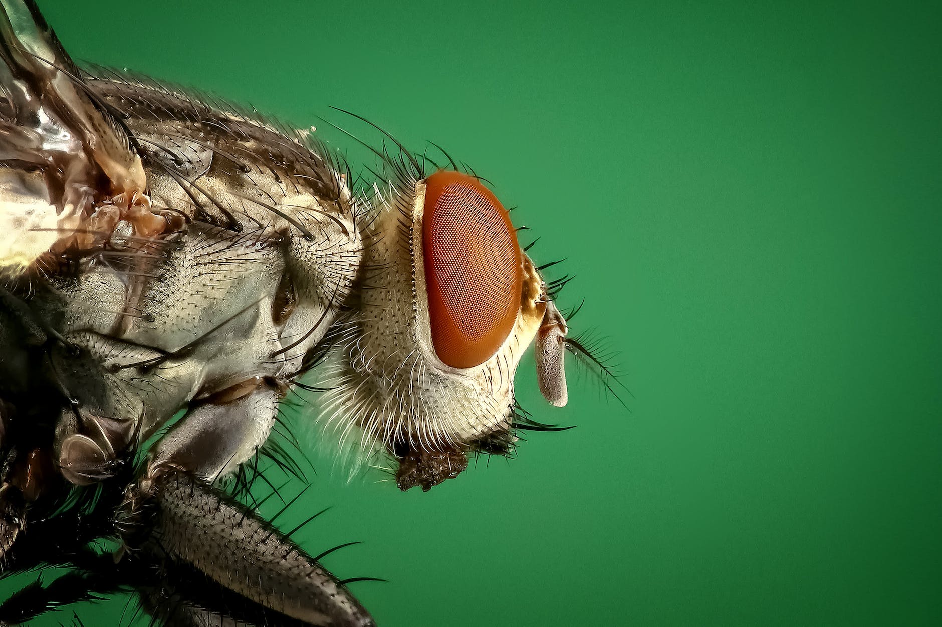 What is the Average Lifespan of a Fly? How do I get Rid of Them?