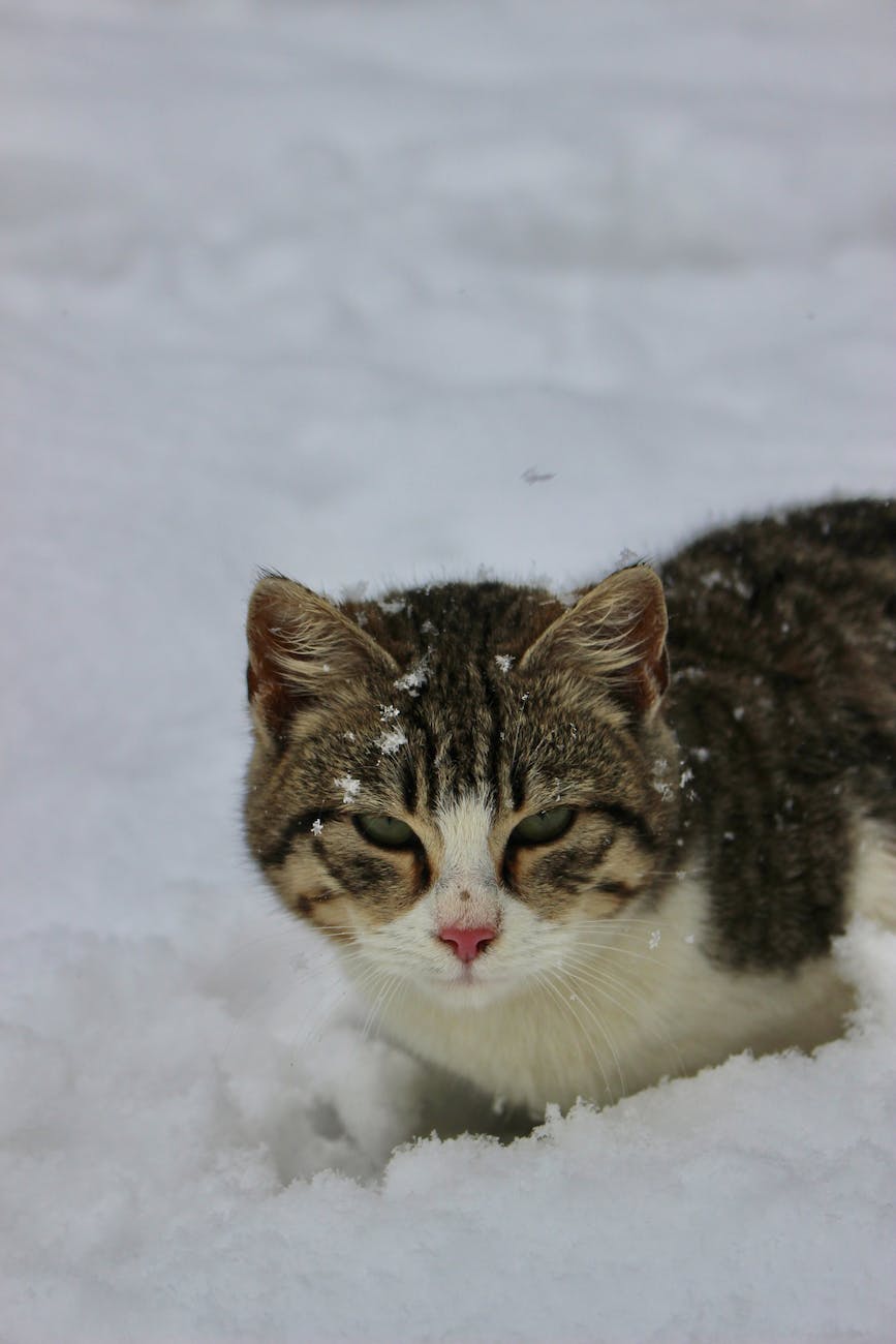 How do Cats Naturally Stay Warm in Harsh Cold Weather?