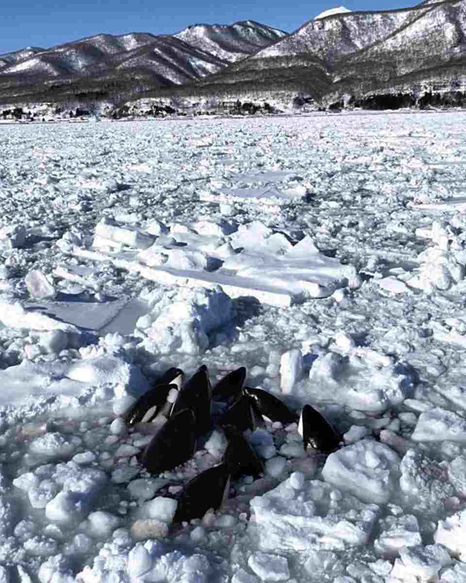 Urgent Action Needed to Save Trapped Killer Whales off Japan’s Hokkaido Coast