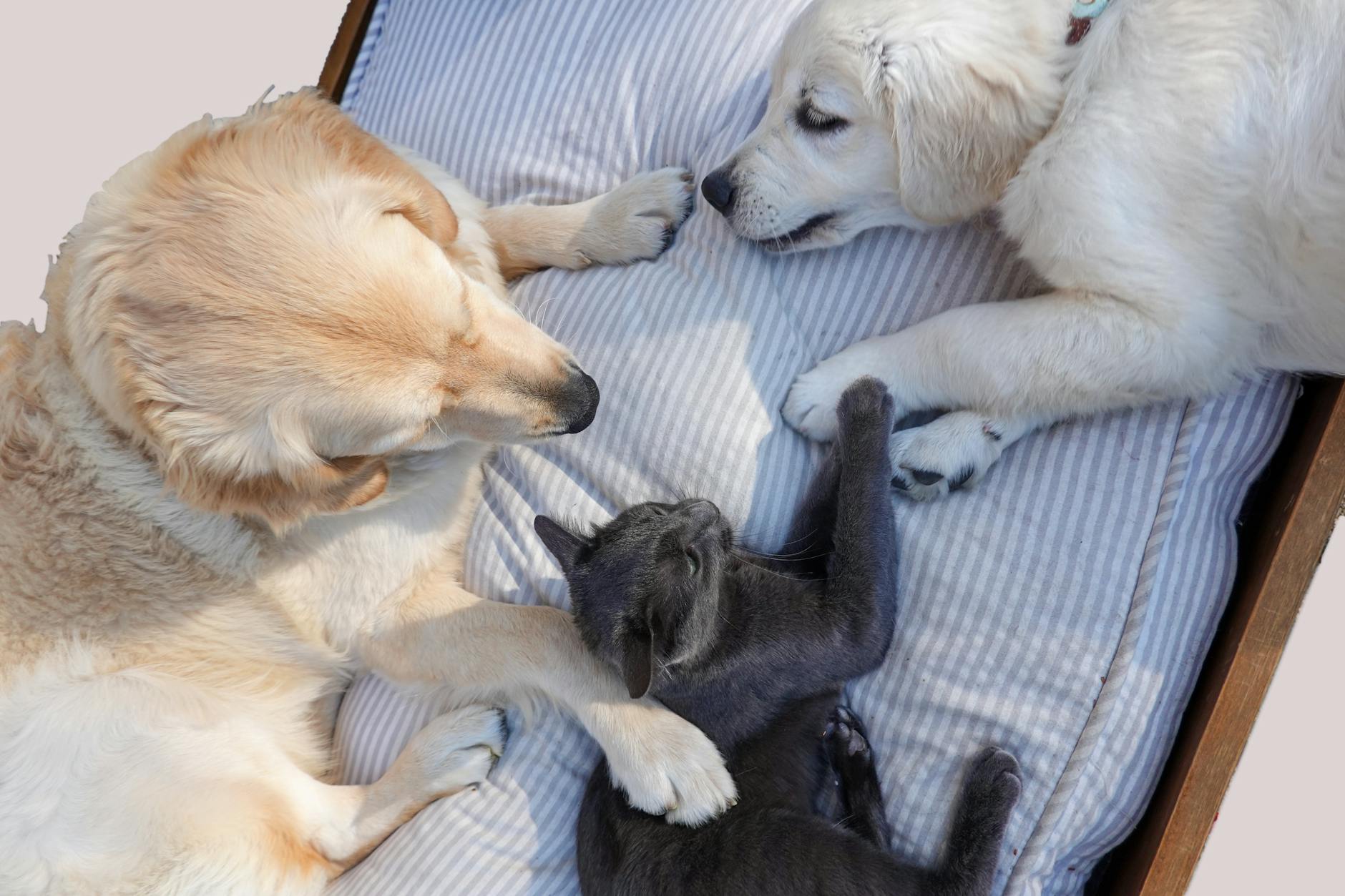 Do Dogs and Cats Need Their Own Relationships?
